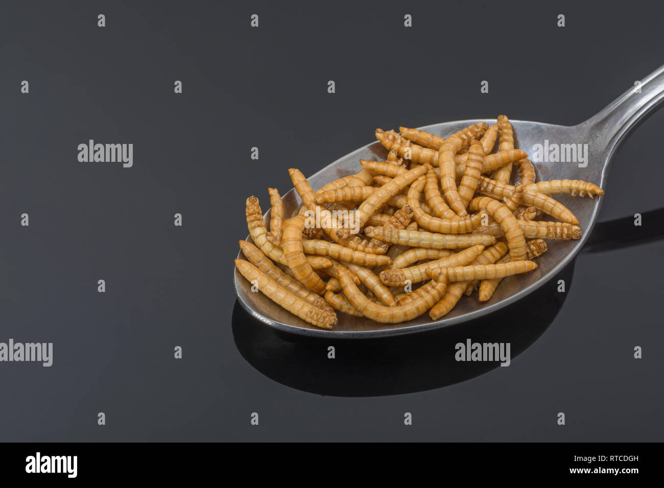 Freezedried Mealworms / Tenebrio molitor on a spoon. Metaphor eating