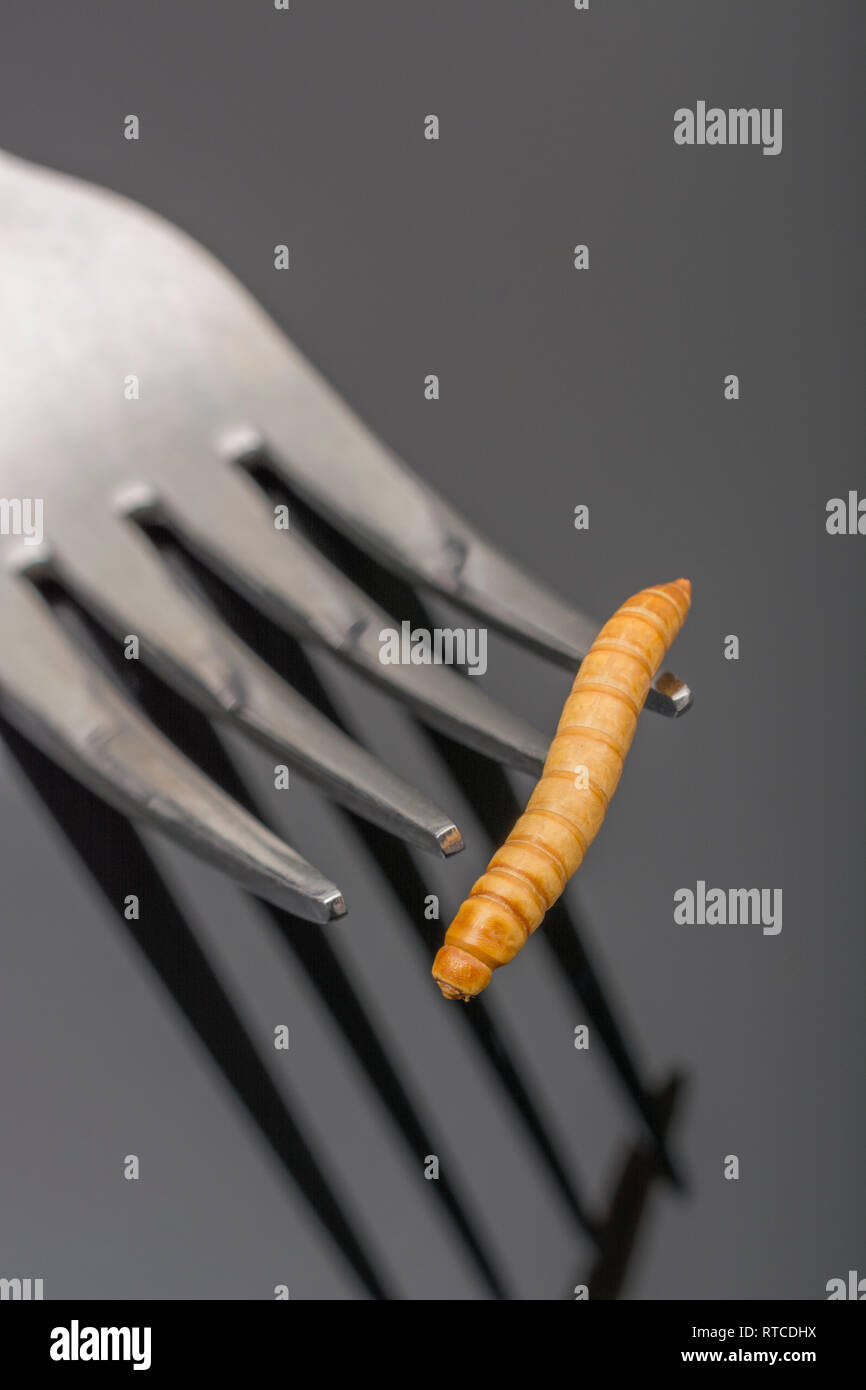 Single edible freeze-dried Mealworm / Tenebrio molitor on fork tine ...