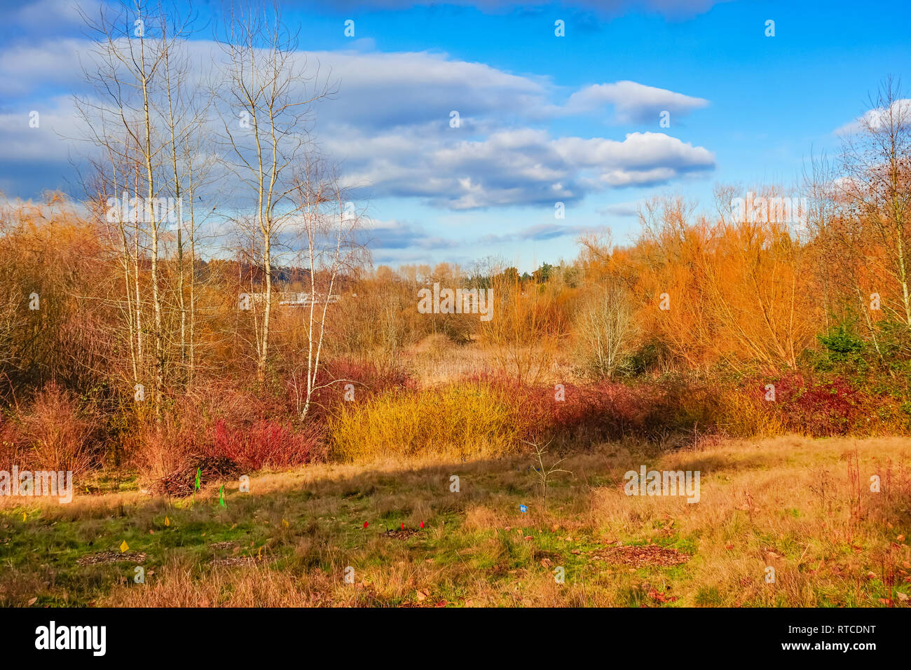 Trees Colors Juanita Bay Park Kirkland Washiington Stock Photo Alamy