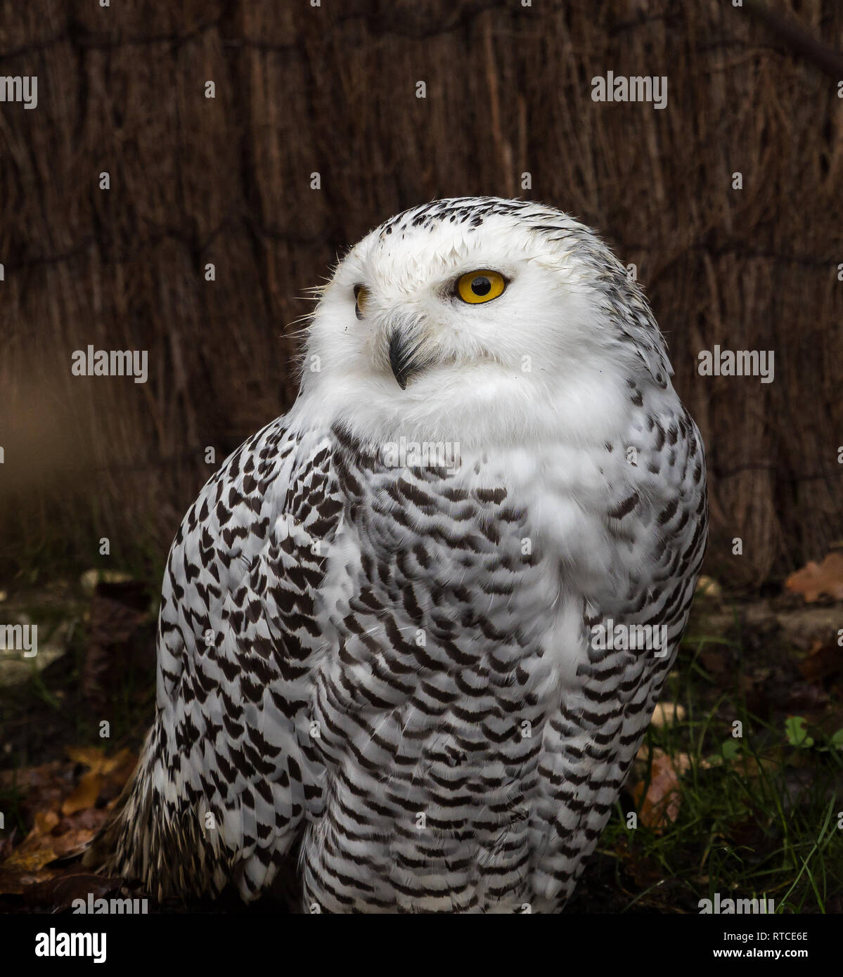 The Snowy Owl, Bubo scandiacus is a large, white owl of the typical owl ...