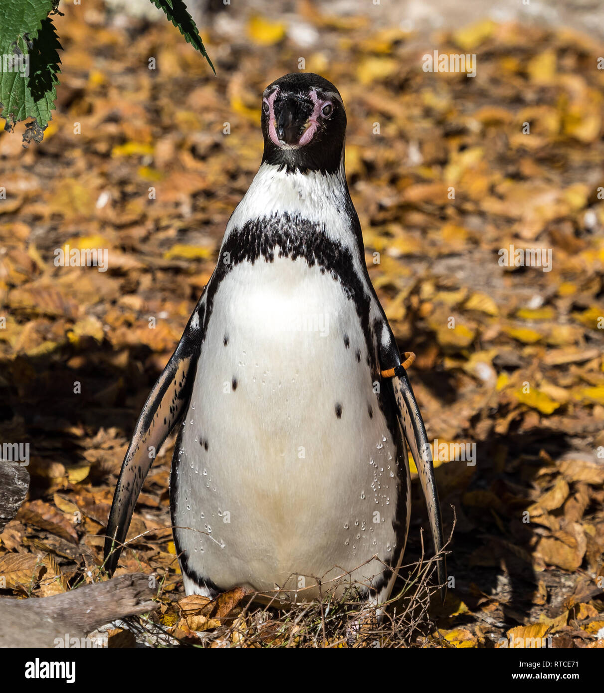 The Humboldt Penguin, Spheniscus humboldti also termed Peruvian penguin