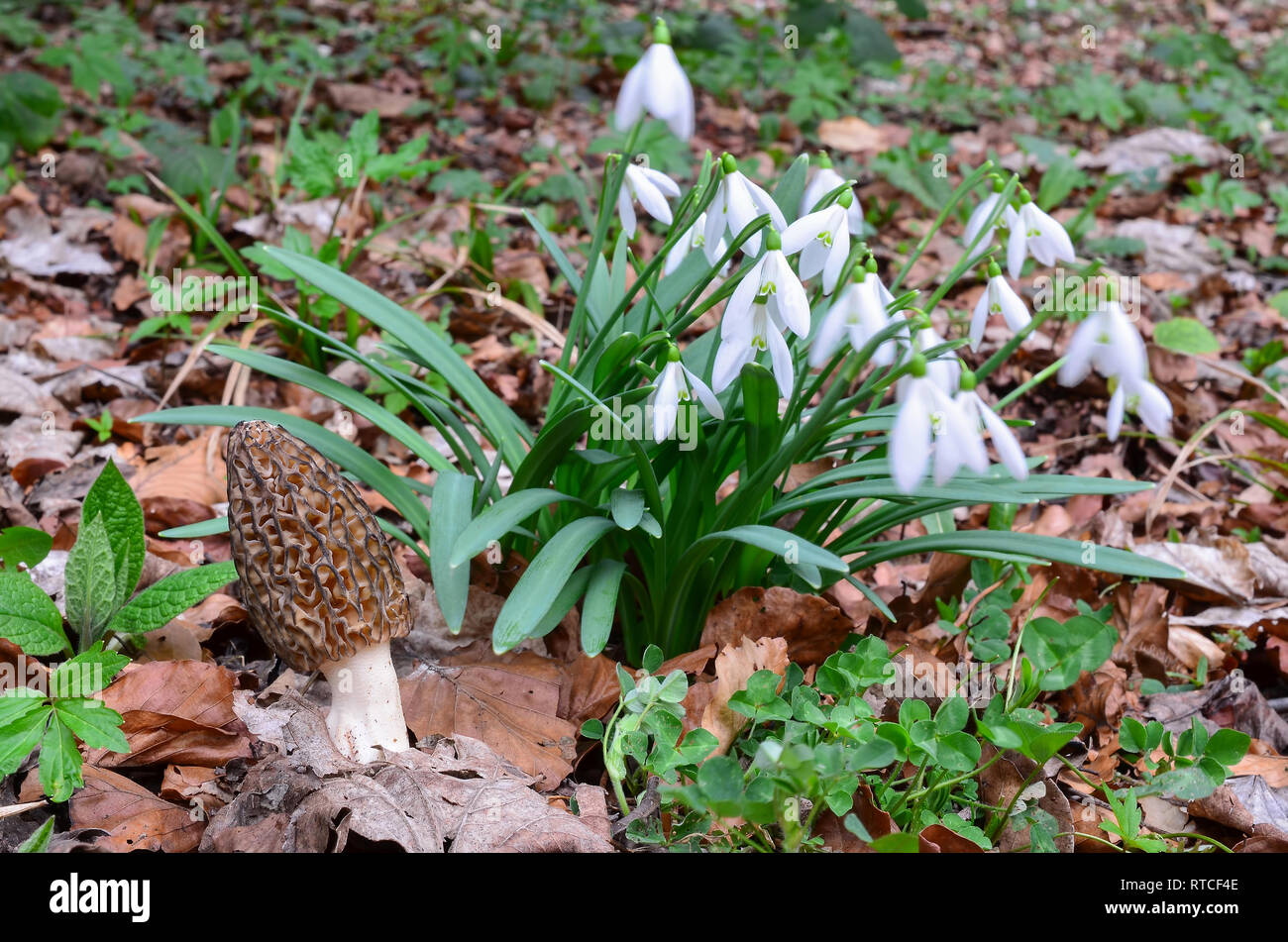 Morchella conica or Black morel mushroom sharing habitat with big