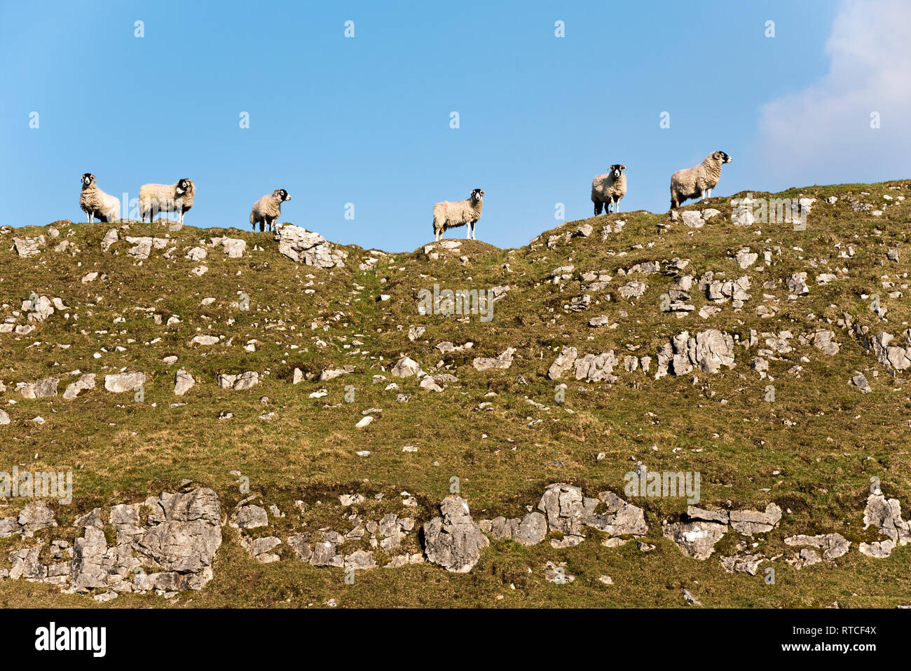 Swaledale sheep on a limestone crag near Horton-in-Ribblesdale in the Yorkshire Dales National Park, UK Stock Photo