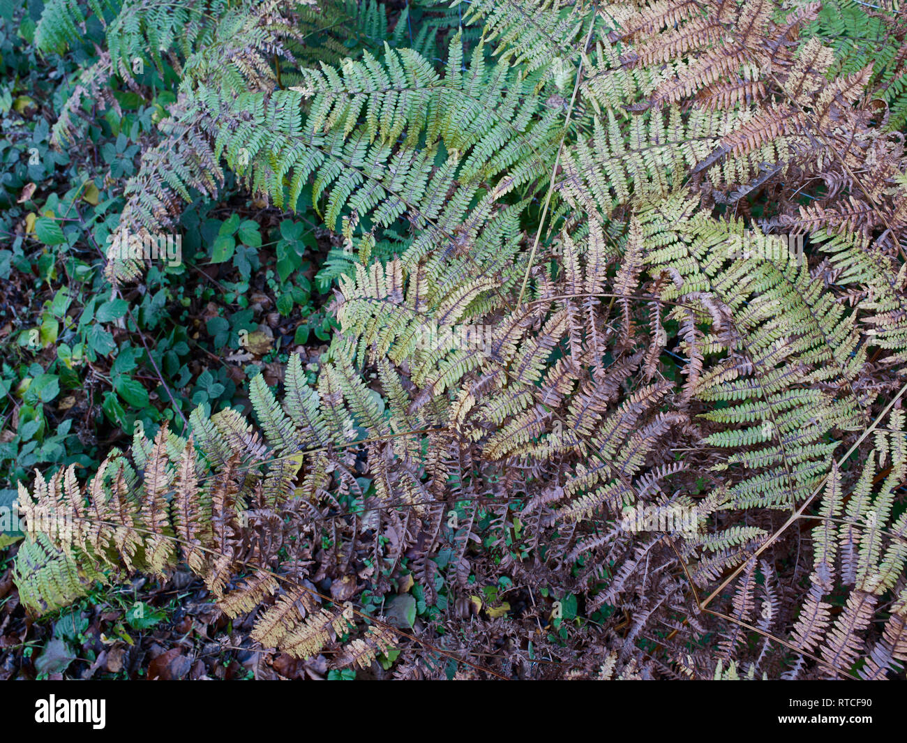 Late autumn matted ferns natural patterns in the Kent countryside, England, United Kingdom, Europe Stock Photo