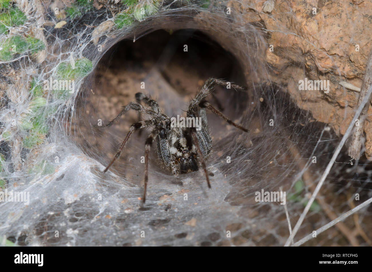 Funnelweb Spider, Family Agelenidae, in web Stock Photo Alamy
