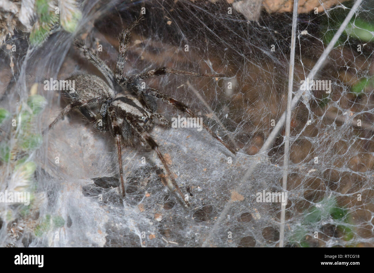 Funnelweb Spider, Family Agelenidae, in web Stock Photo Alamy