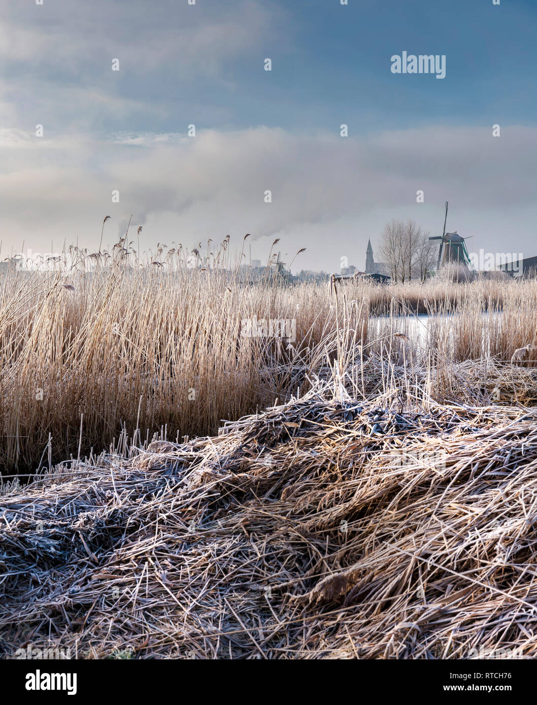Frosted reed border and the windmill De Bonte Hen Stock Photo - Alamy