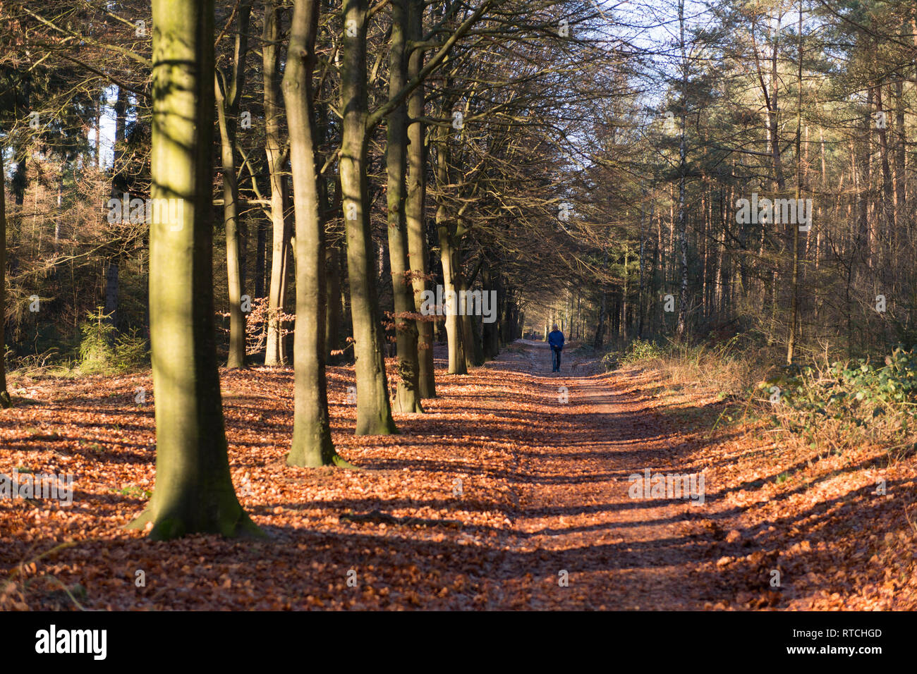 Older man walking dog in forest hi-res stock photography and images - Alamy