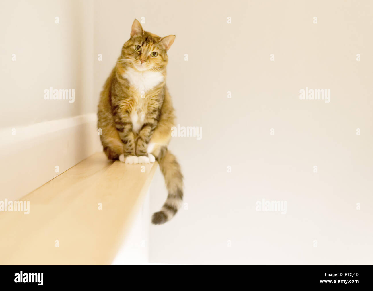 A tabby cat sat on a small shelf looking curiously at the photographer Stock Photo