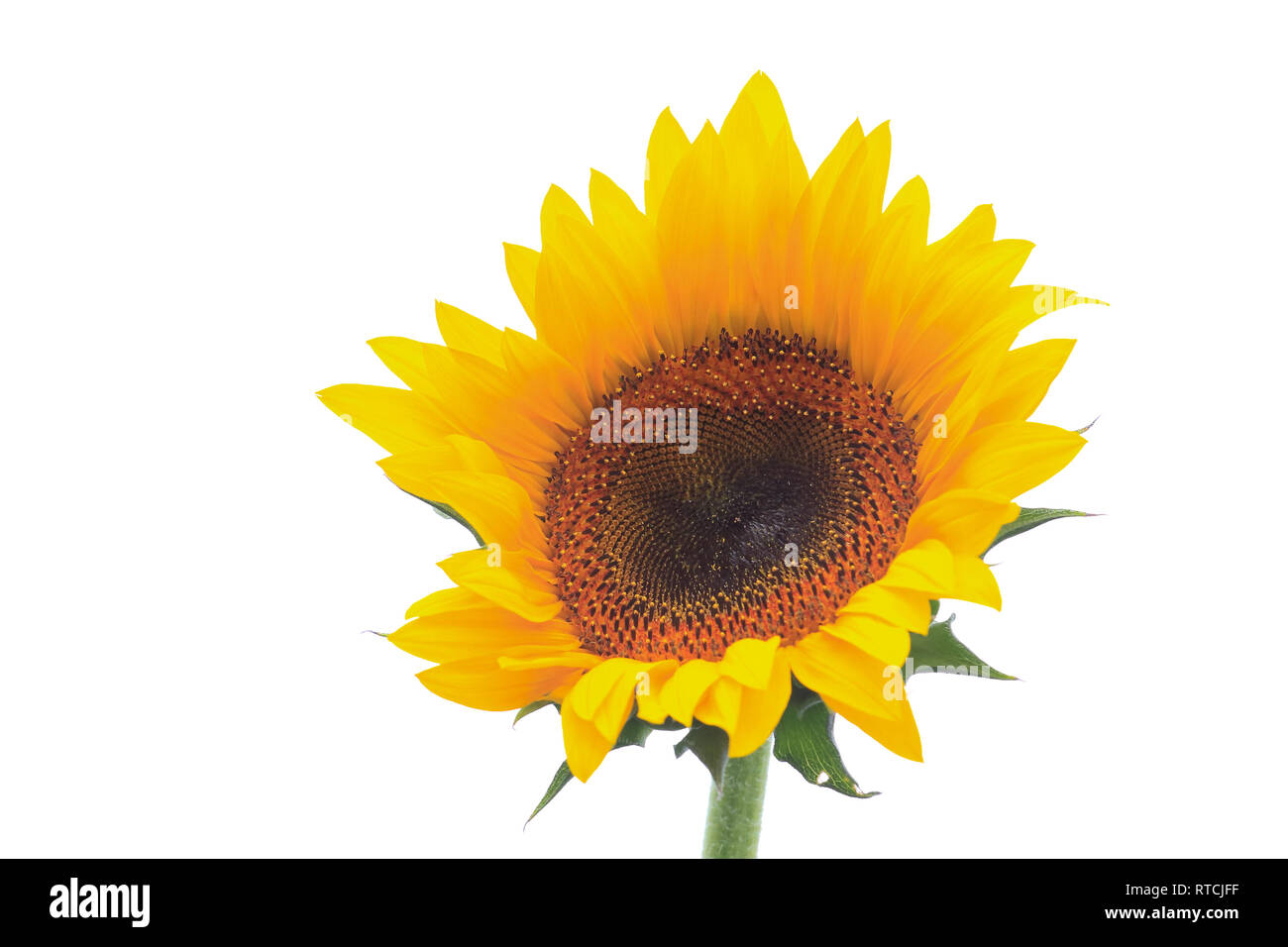 Closeup on a sunflower isolated on white background Stock Photo - Alamy