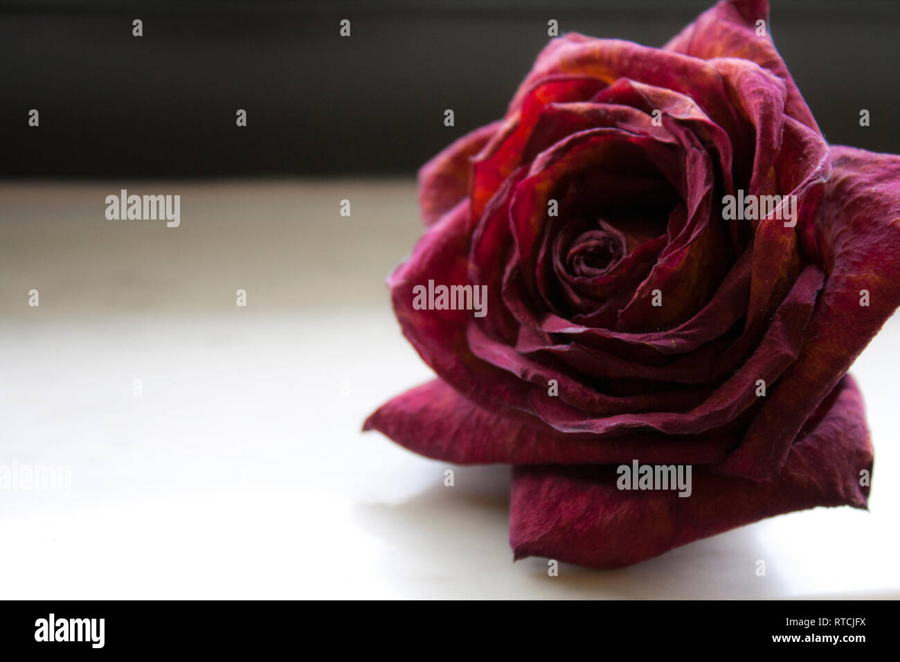 A Rose Hung to Dry Made for a Beautiful Subject. Stock Photo