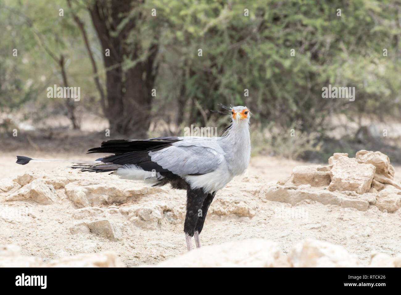 Raptor camp hi-res stock photography and images - Alamy