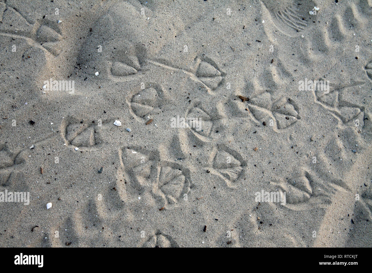 Seabird footprints in the sand Stock Photo