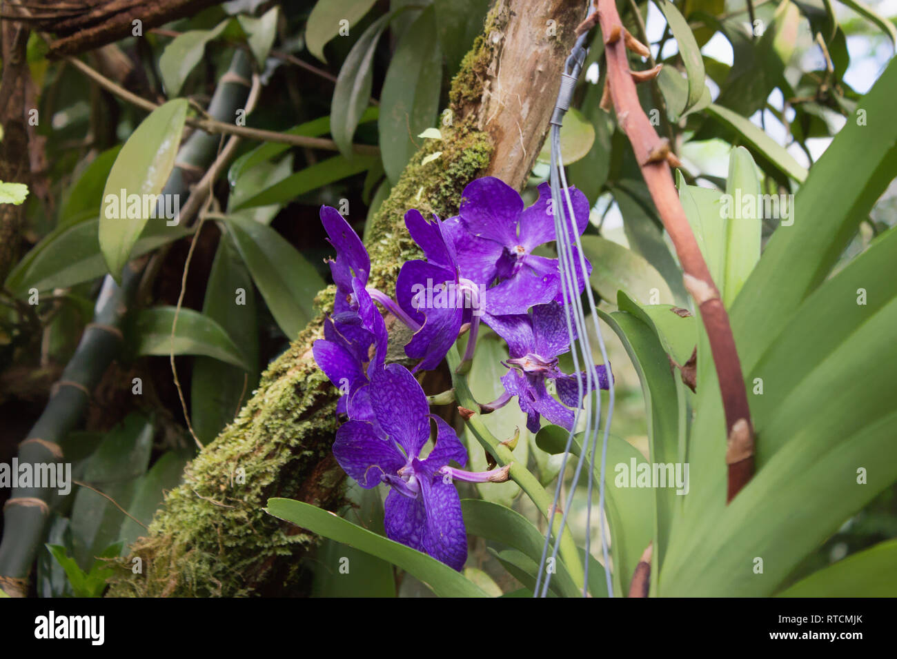 Violet flowers and tropical rainforest plants outdoor background lives flora travel Stock Photo