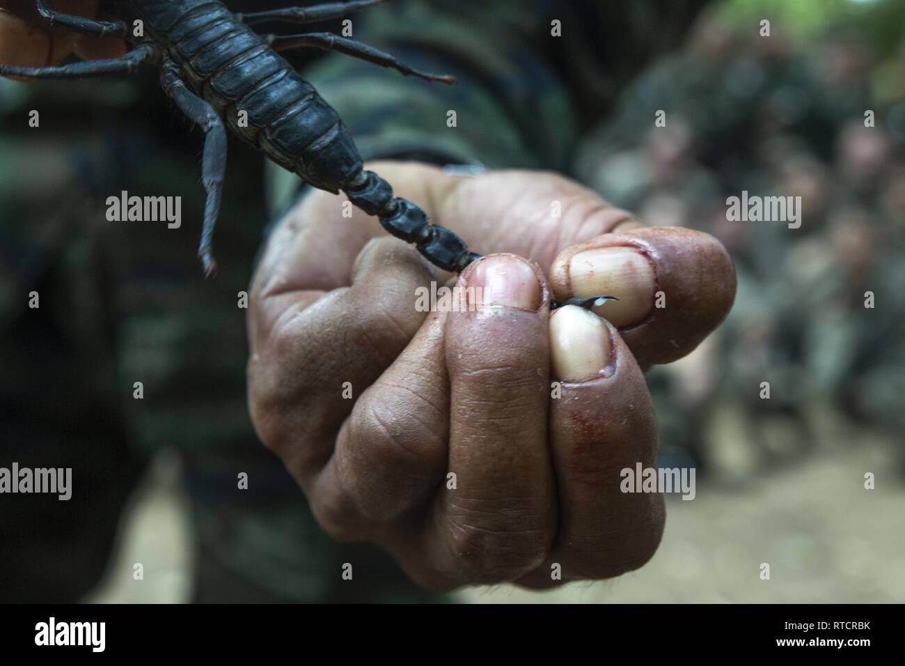 a-royal-thai-marine-squeezes-venom-from-a-scorpion-during-jungle-survival-training-exercise-cobra-gold-19-camp-ban-chan-khrem-khao-khitchakut-district-thailand-feb-15-2019-exercise-cobra-gold-demonstrates-the-commitment-of-the-kingdom-of-thailand-and-the-united-states-to-our-long-standing-alliance-promotes-regional-partnerships-and-advances-security-cooperation-in-the-indo-pacific-region-the-31st-marine-expeditionary-unit-the-marine-corps-only-continuously-forward-deployed-meu-provides-a-flexible-and-lethal-force-ready-to-perform-a-wide-range-of-military-operations-as-the-premier-RTCRBK.jpg