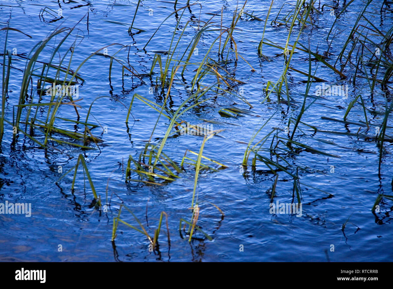 Aesops reed hires stock photography and images Alamy