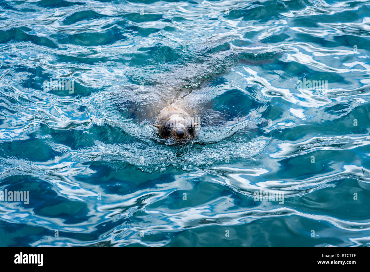 Seals in Hout Bay, Cape Town, South Africa Stock Photo