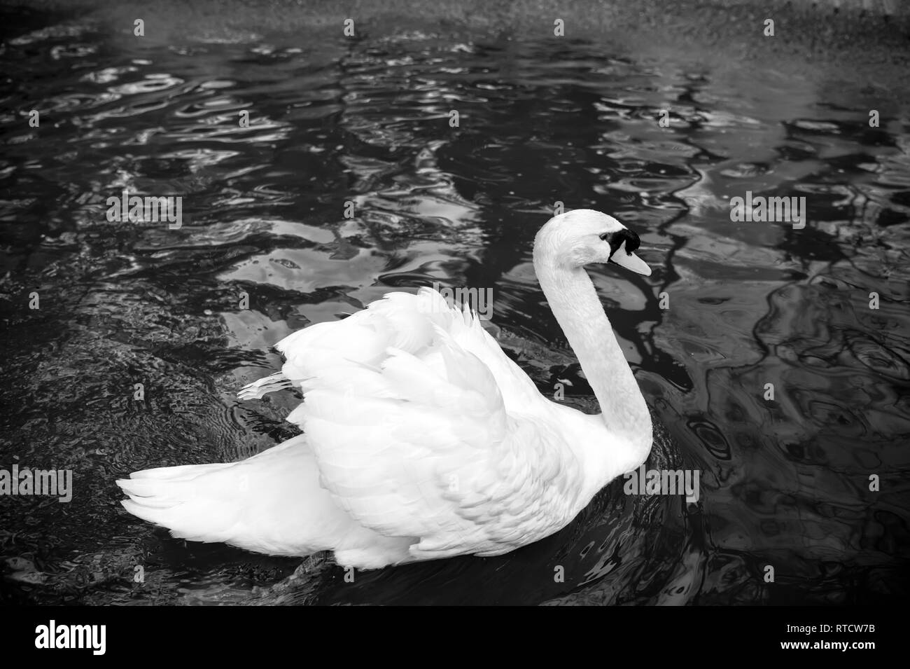 swan bird with white feather and beak swim in lake water in zoo or
