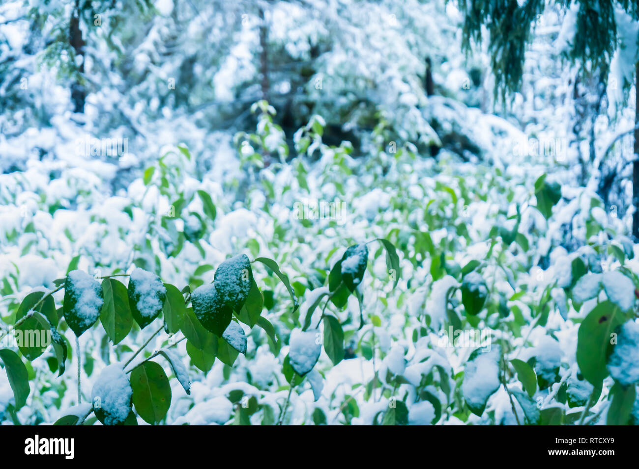 Bright green leaves on a forest floor covered in snow after a snow storm in winter, with evergreen trees blurred in the background. Stock Photo