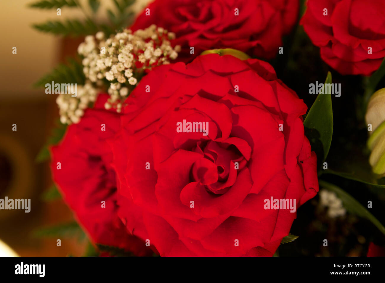 Dubai-Red roses in a glass watered flower vase 9 Stock Photo