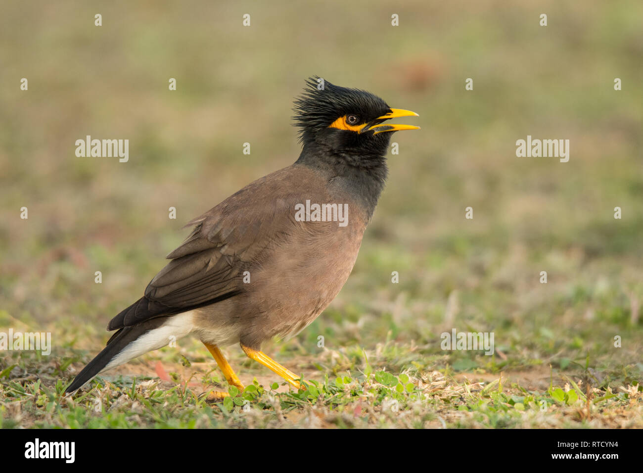 Common myna (Acridotheres tristis) on the grass. Barracuda beach. UAE ...