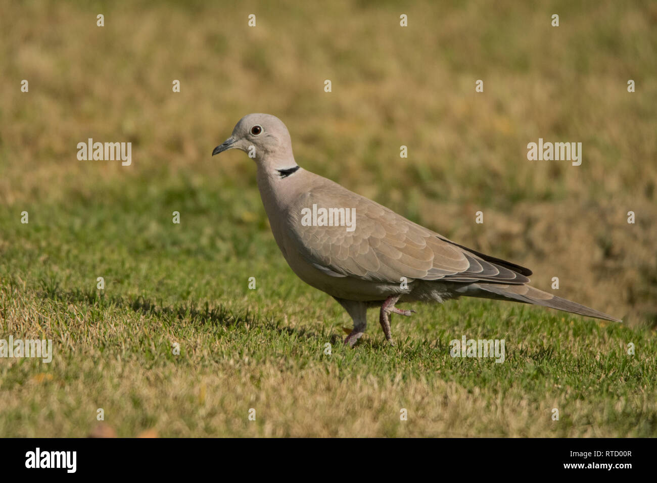 Eurasian Collared Dove Streptopelia Decaocto Stock Photo Alamy eurasian-collared-dove-streptopelia-decaocto-stock-photo-alamy