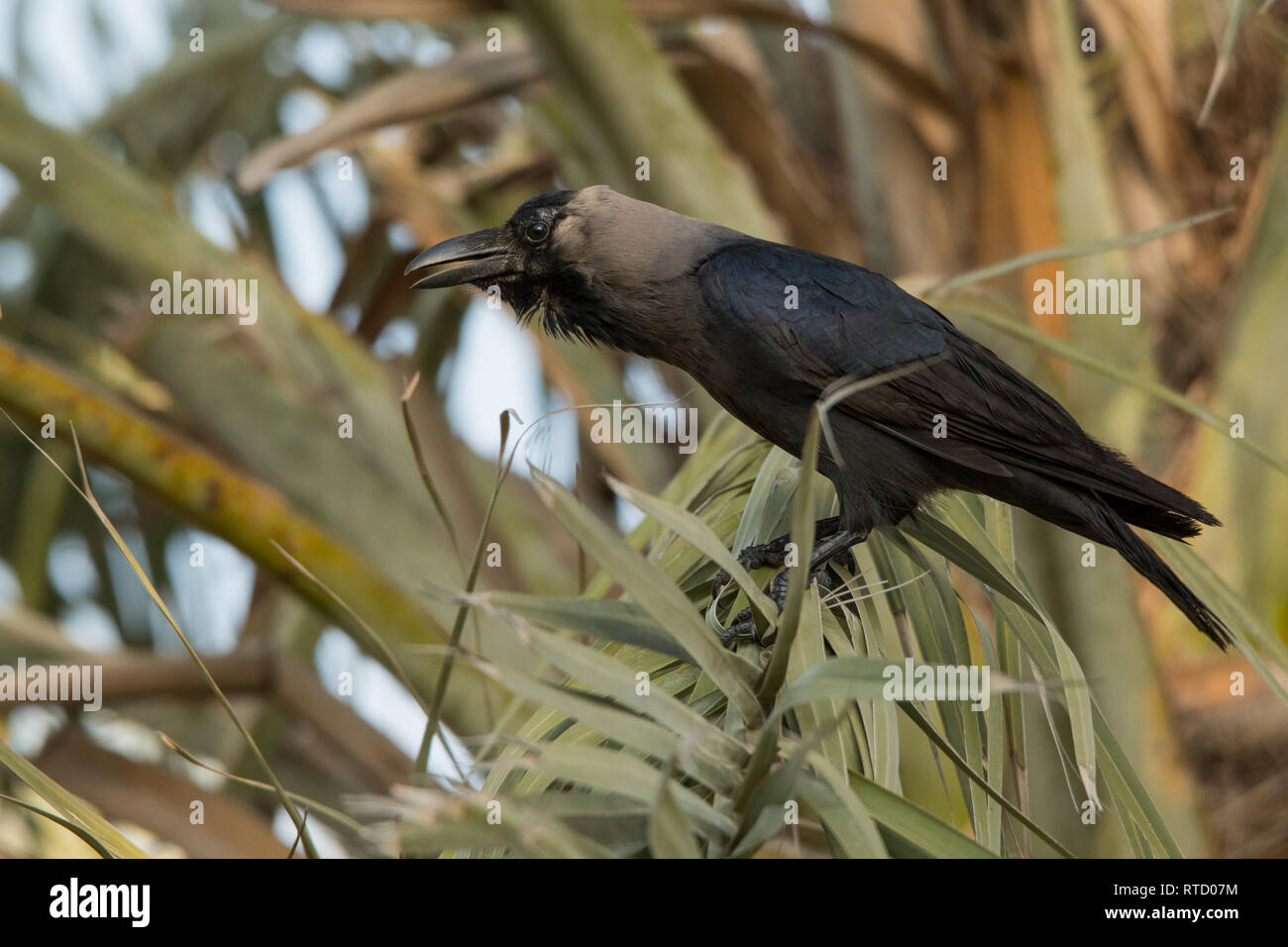 House crow / Corvus splendens Stock Photo Alamy