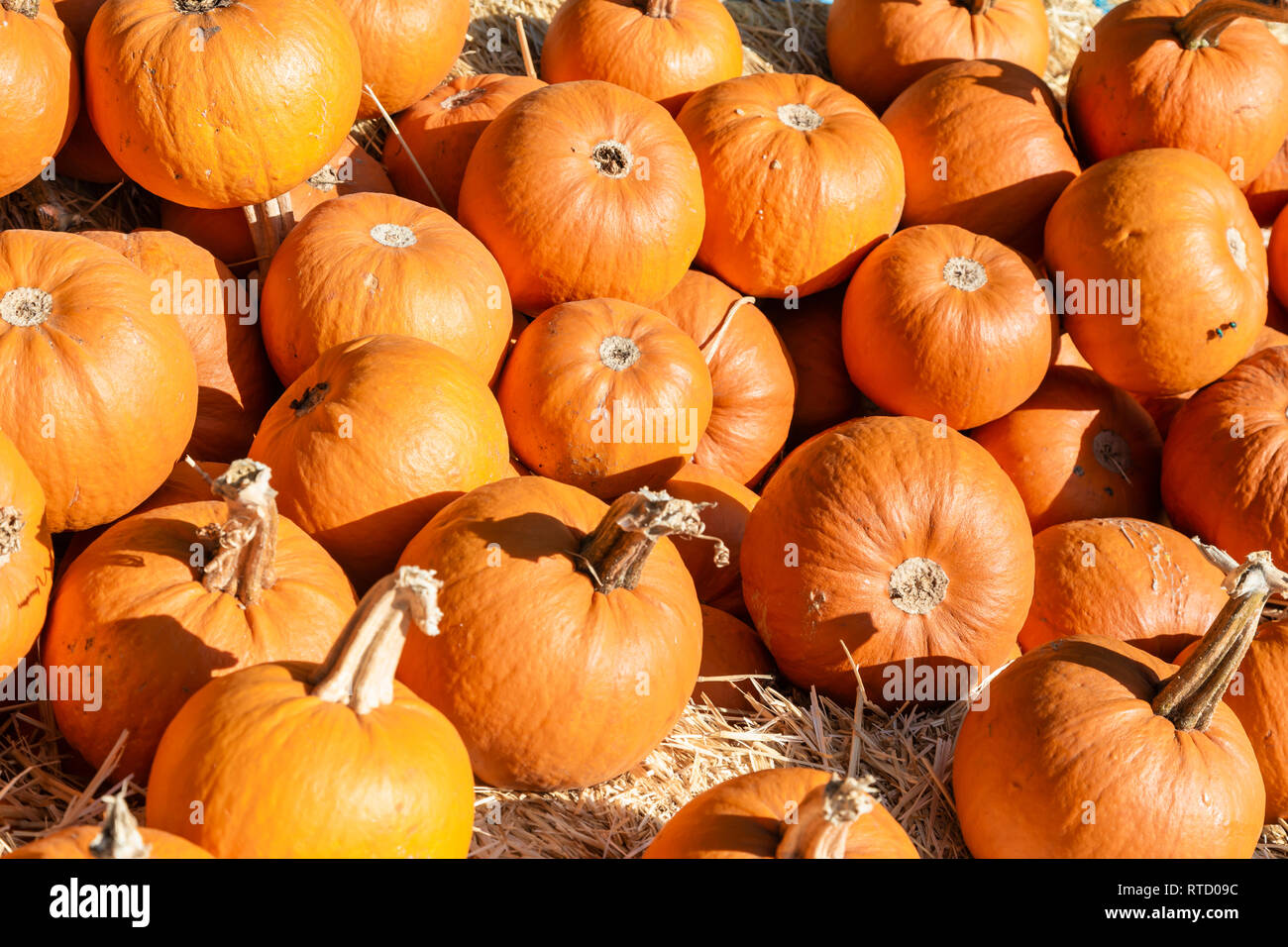 Pile of Pumpkins Stock Photo