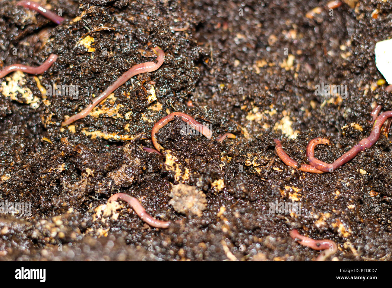 red worms in compost bait for fishing Stock Photo Alamy