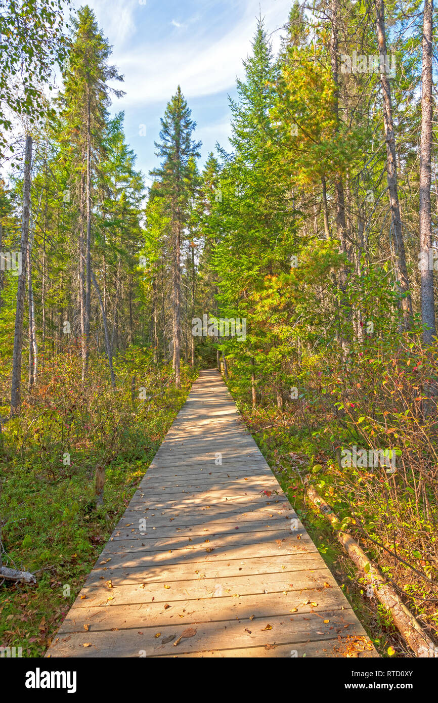Boardwalk into the Boreal Forest  on the Spruce Bog Trail in Algonquin Provincial Park in Ontario Stock Photo