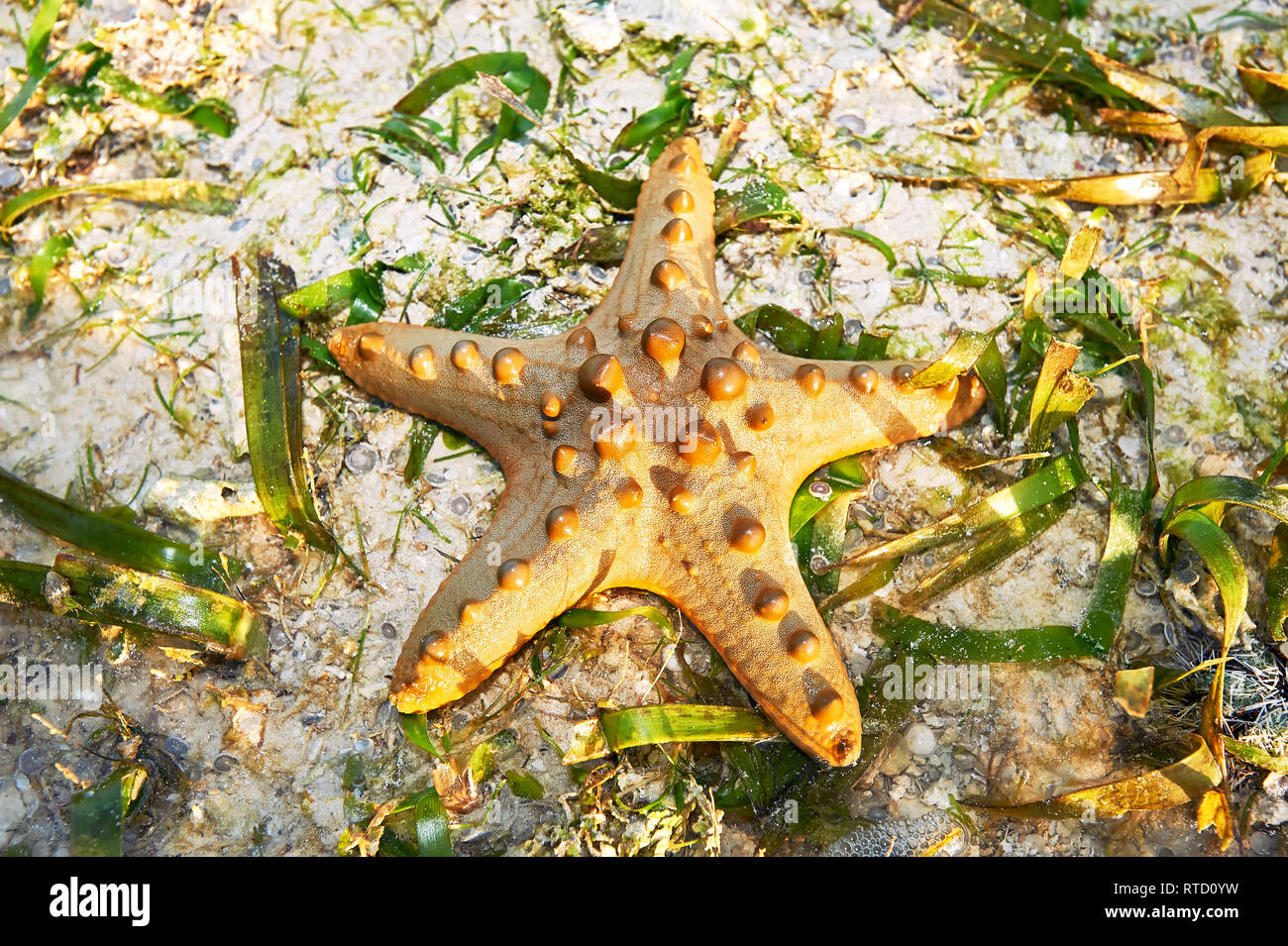 Protereaster nodosus is one of the most commonly encountered sea stars in the Philippines, often found in shallow waters and sandy ground Stock Photo