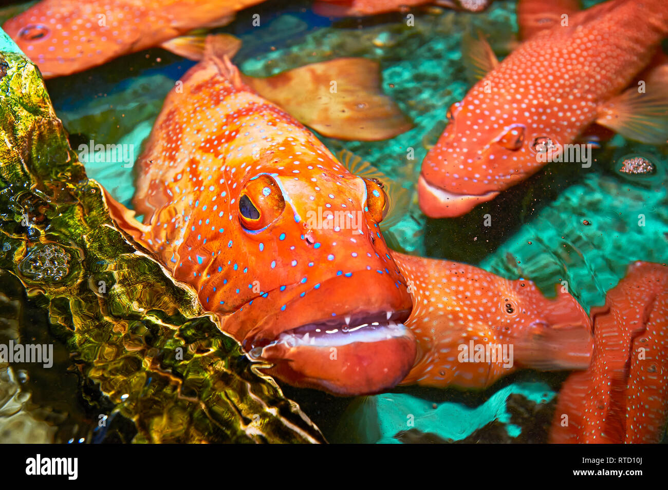 Red Snapper fish (Lapu-Lapu) caught around Cuyo island, Palawan, Philippines, transported to Manila, to be sold expensive as live fish to restaurants Stock Photo