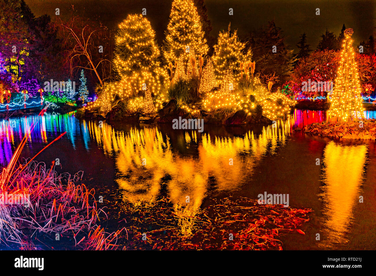 Yellow Red Christmas Trees Lights Reflection Lake Van Dusen Garden