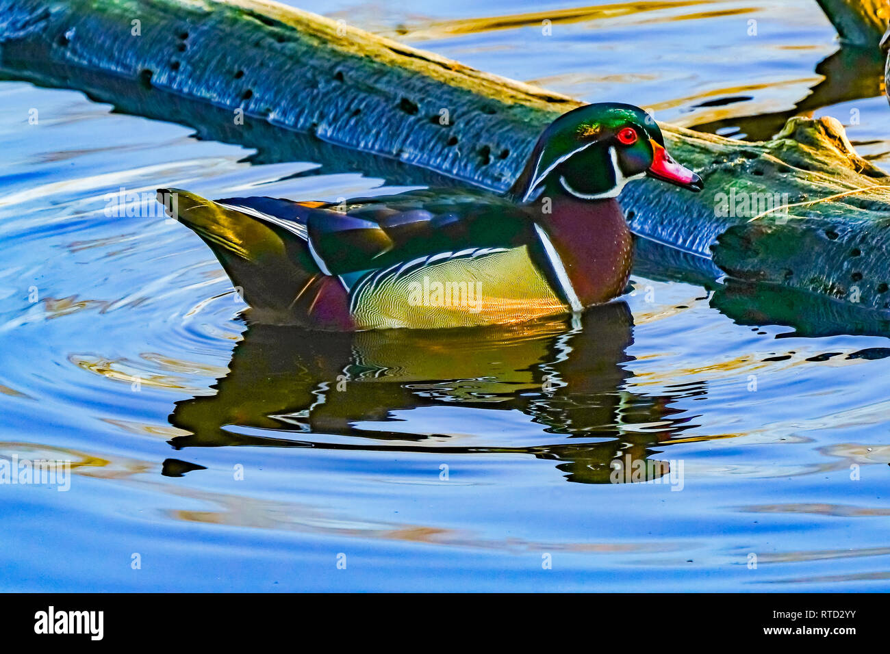 Male Wood Duck Carolina Duck Aix Sponsa Perching Duck Green Lily Pads