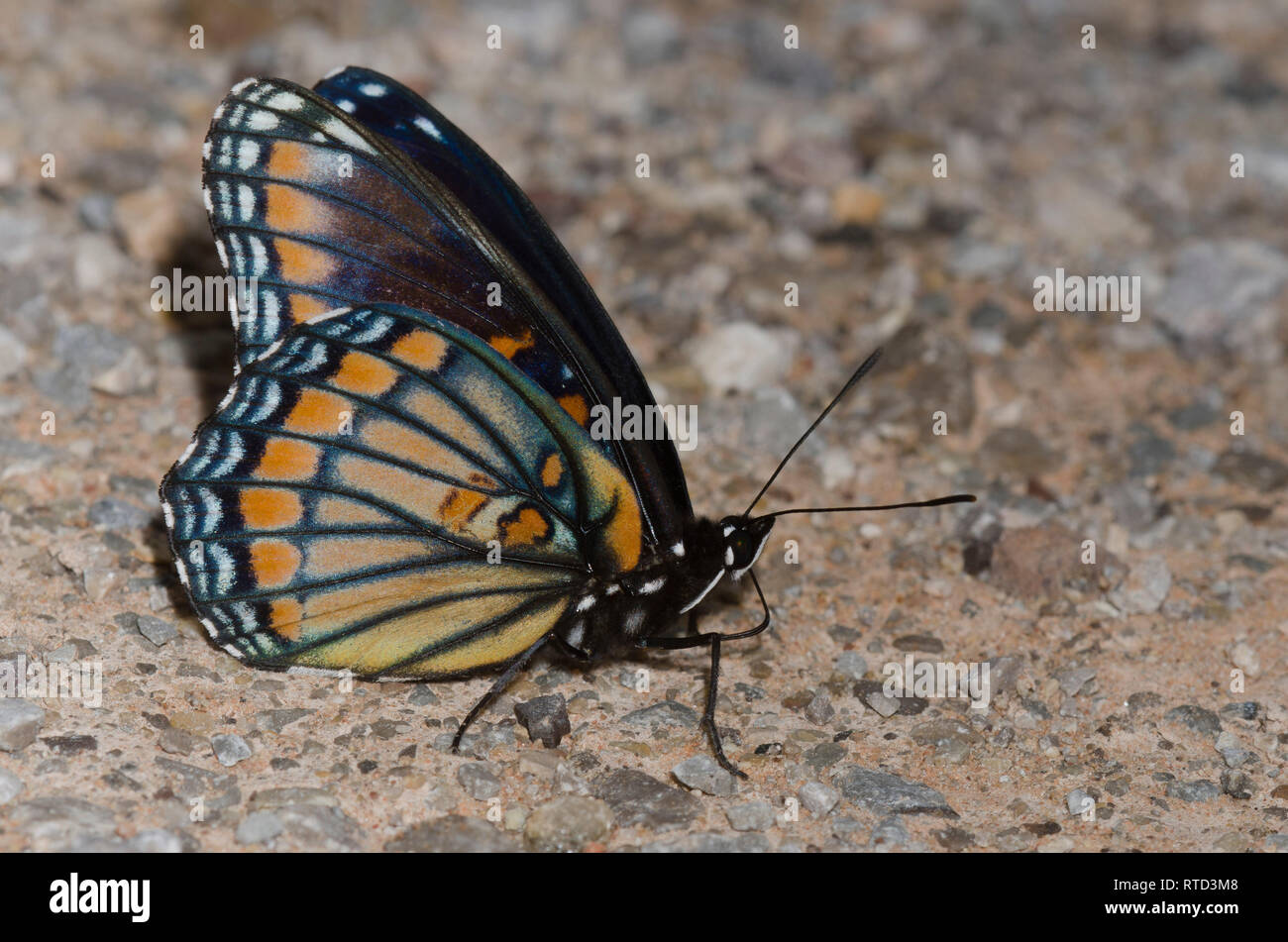 Viceroy and Red-spotted Purple, Limenitis archippus archippus X Limenitis arthemis astyanax, hybrid form Rubidus Stock Photo