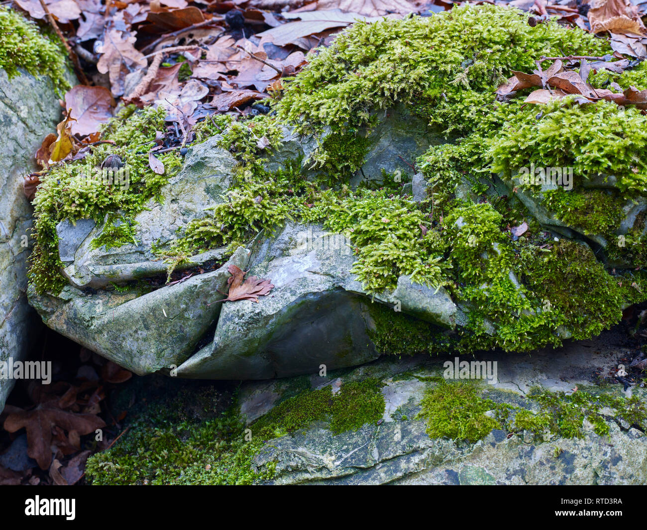 Intimate abstract nature of moss colonising patterned concrete blocks