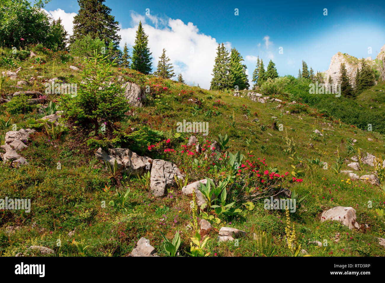 Flower meadow like a fairytale, meadow near the Eggsstock, Switzerland Stock Photo