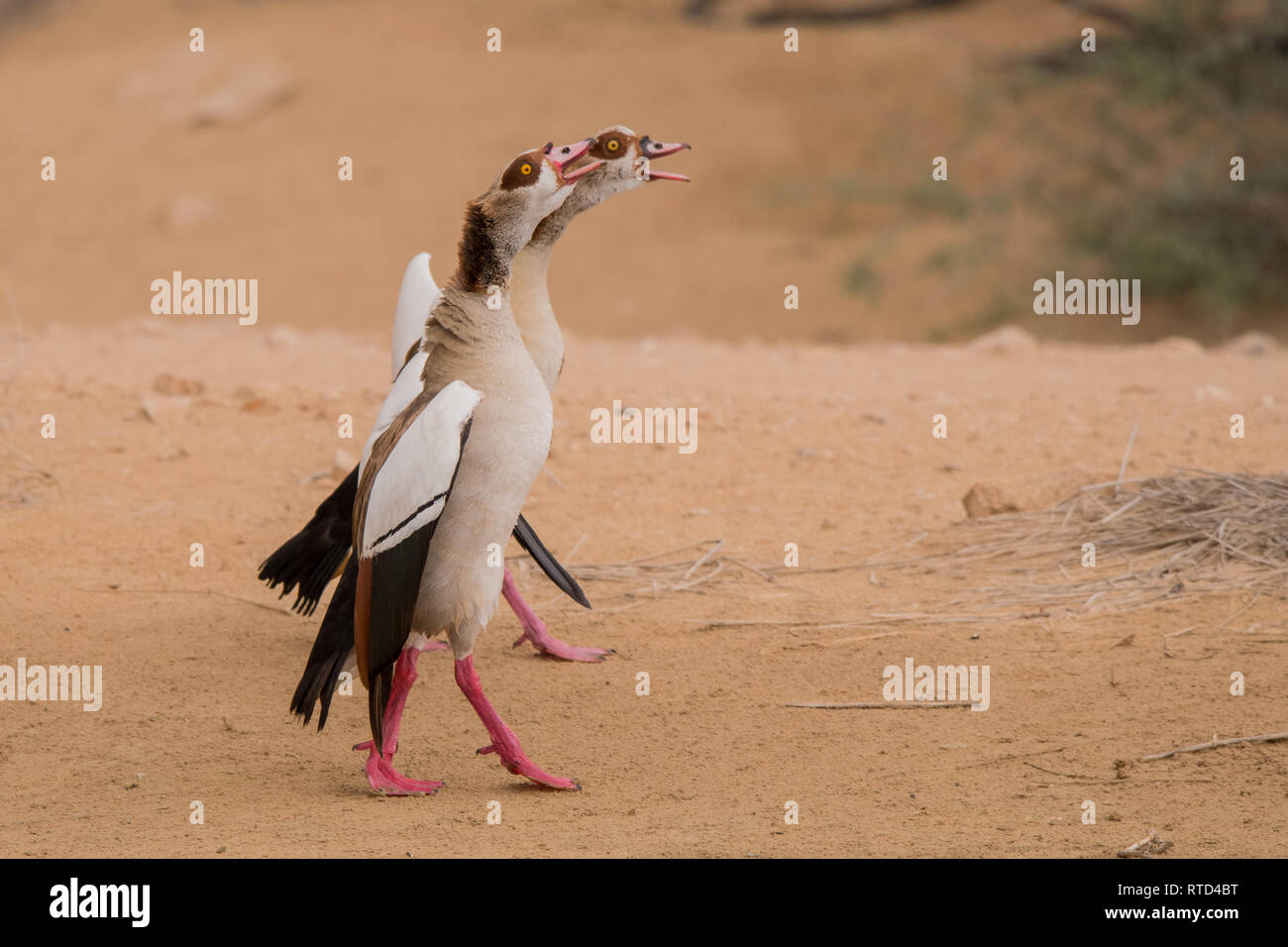 Egyptian goose / Alopochen aegyptiaca. Al Qudra lake. United Arab Emirates. Stock Photo