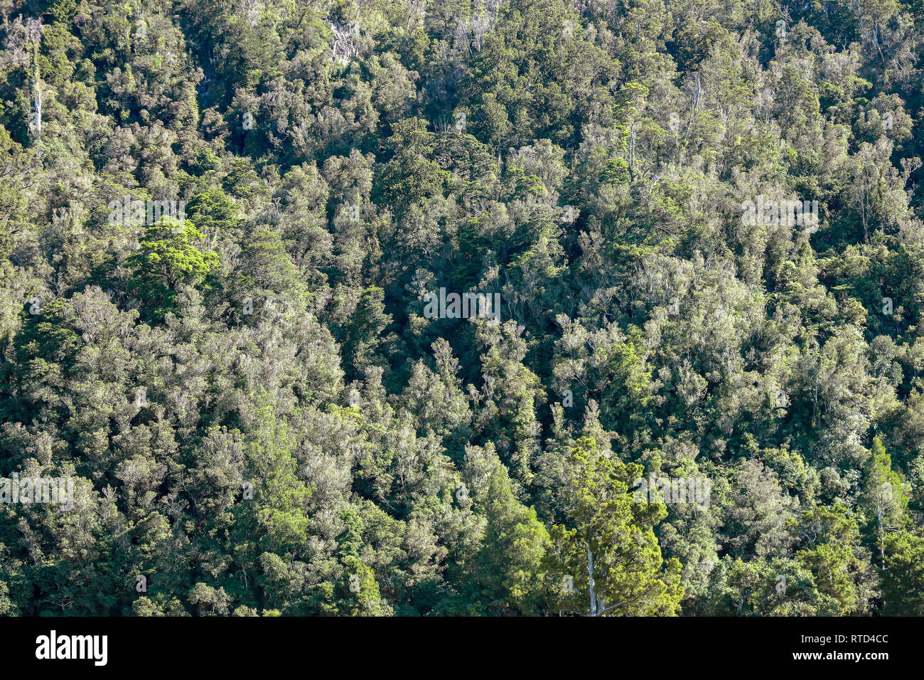 tree covered side of a mountain in the summer sun near Franz Josef New Zealand South Island Stock Photo