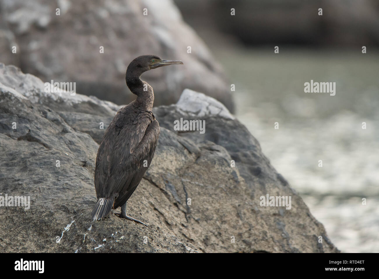 Socotra cormorant (Phalacrocorax nigrogularis). Port of Khasab. Musandam. Oman Stock Photo