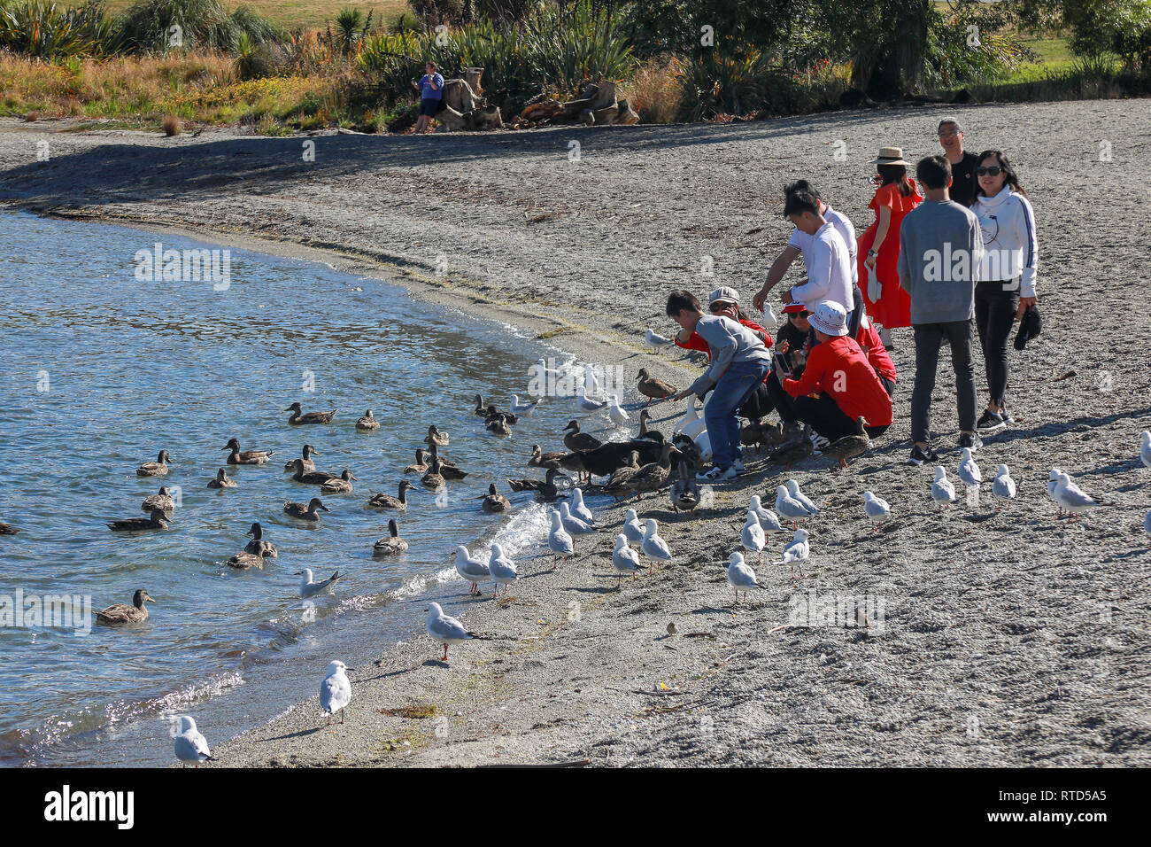 Asian and Western tourists and locals feeding birds on the pebble beach and jetty on summer day in the sunshine Lake Wanaka New Zealand South Island Stock Photo