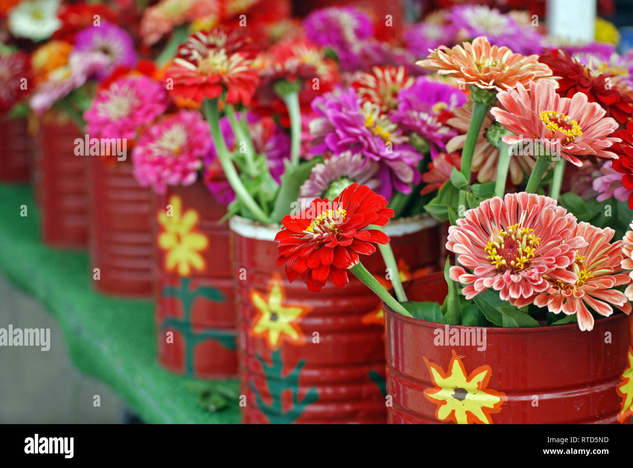 colorful zinnia flowers in painted tin can Stock Photo