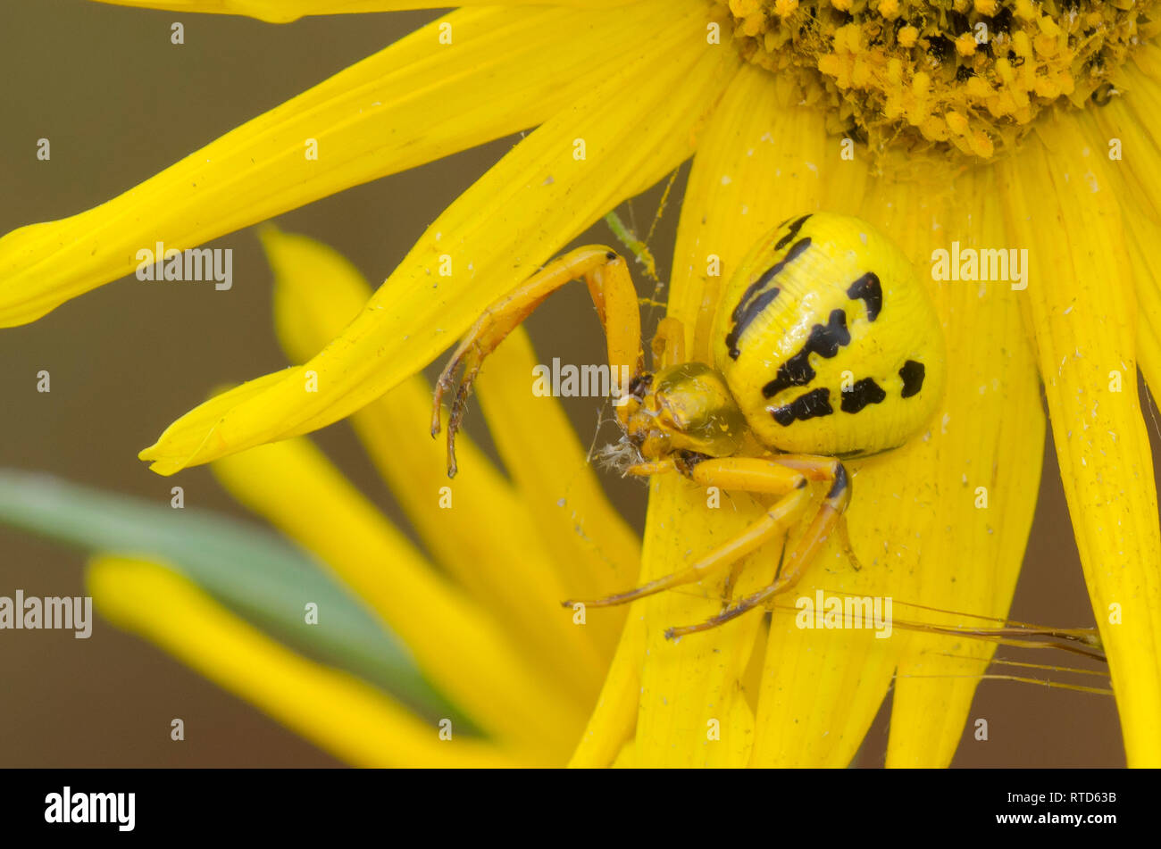 White-banded Crab Spider, Misumenoides formosipes, on Maximilian