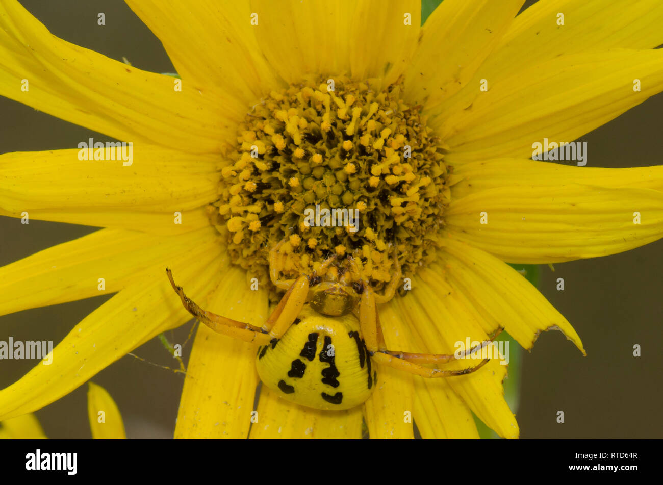 White-banded Crab Spider, Misumenoides formosipes, on Maximilian