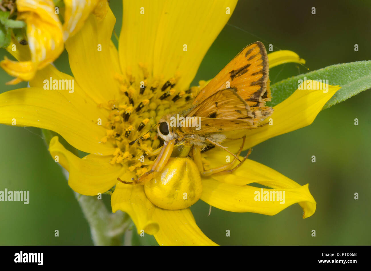 White-banded Crab Spider, Misumenoides formosipes, feeding on captured