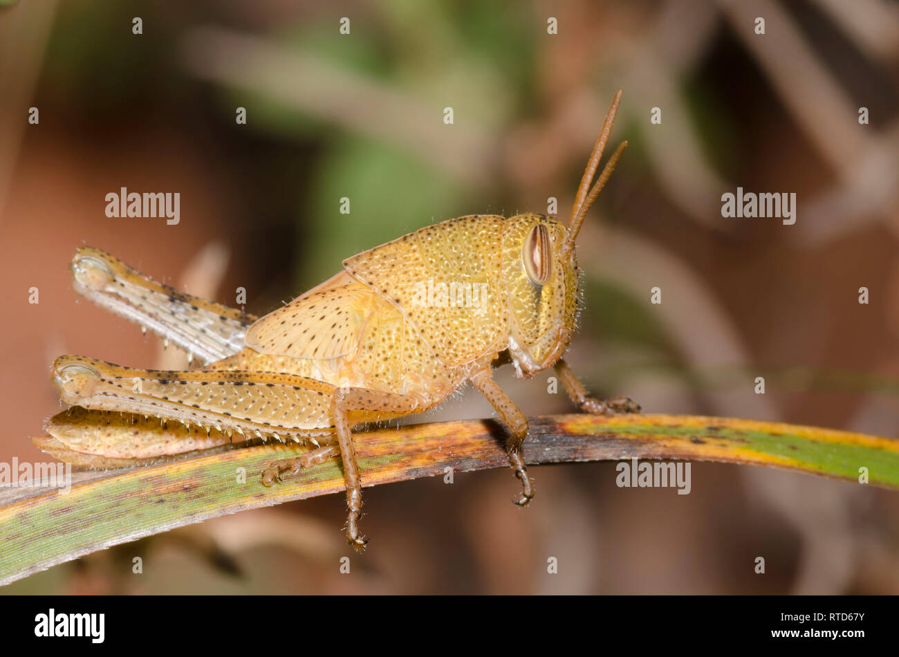 Bird Grasshopper, Schistocerca sp., immature Stock Photo