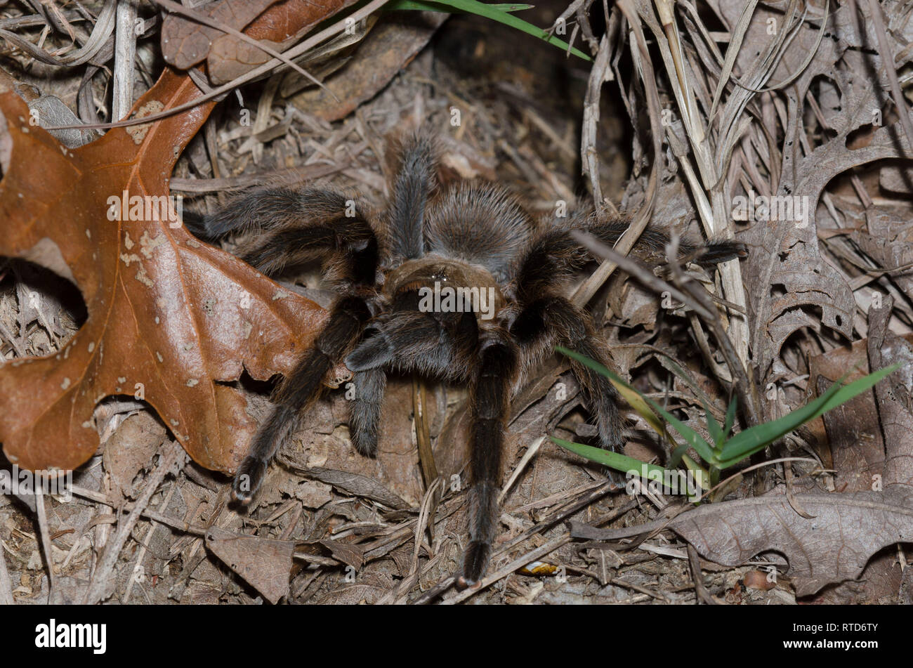 Oklahoma Brown Tarantula For Sale at Molly Taveras blog