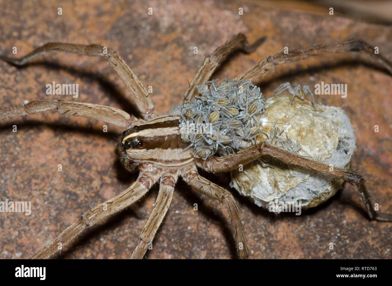 Wolf Spider With Egg Sac Wolf Spider With Egg Sac