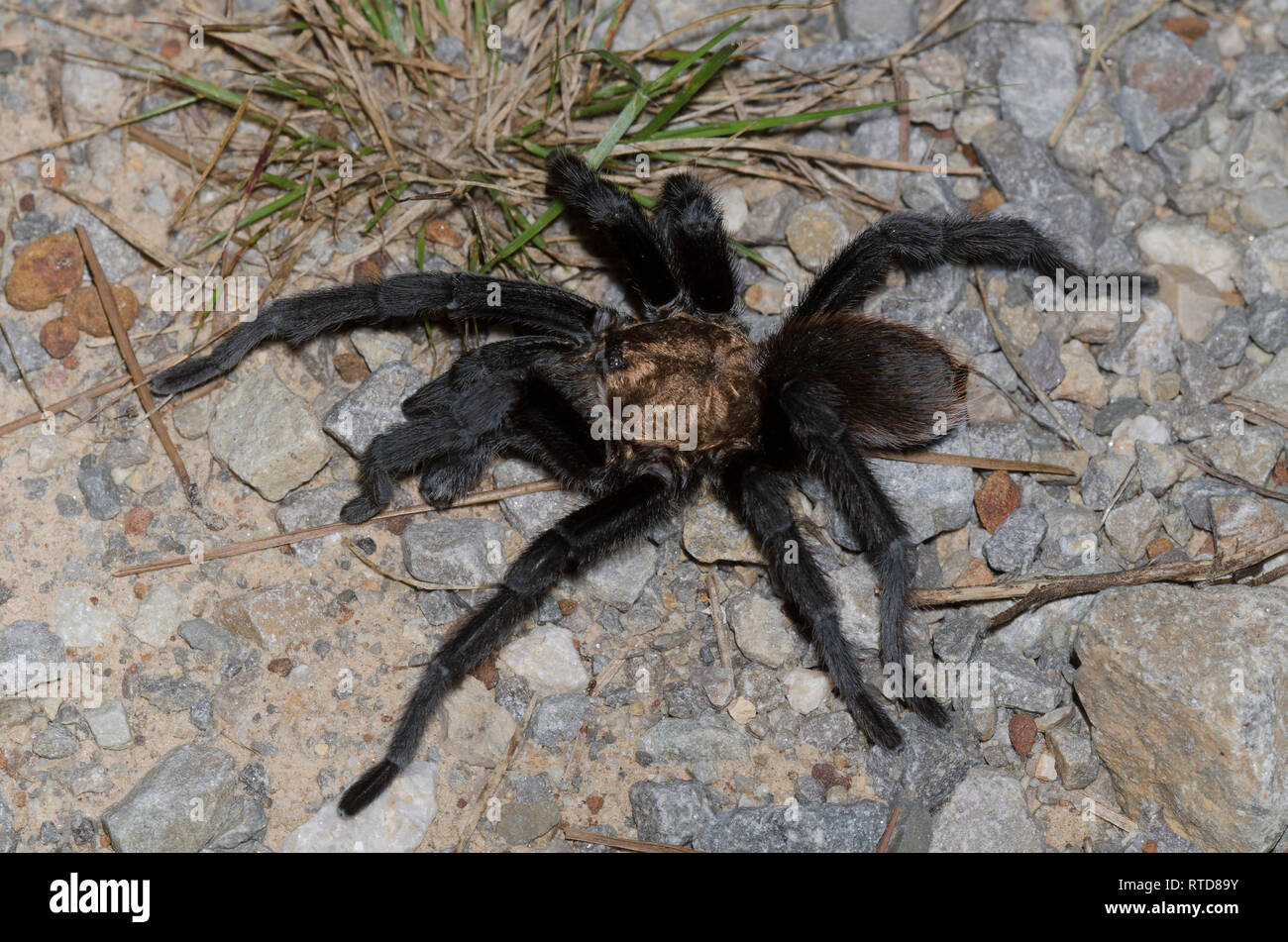 Oklahoma Brown Tarantula, Aphonopelma hentzi, mature male wandering in