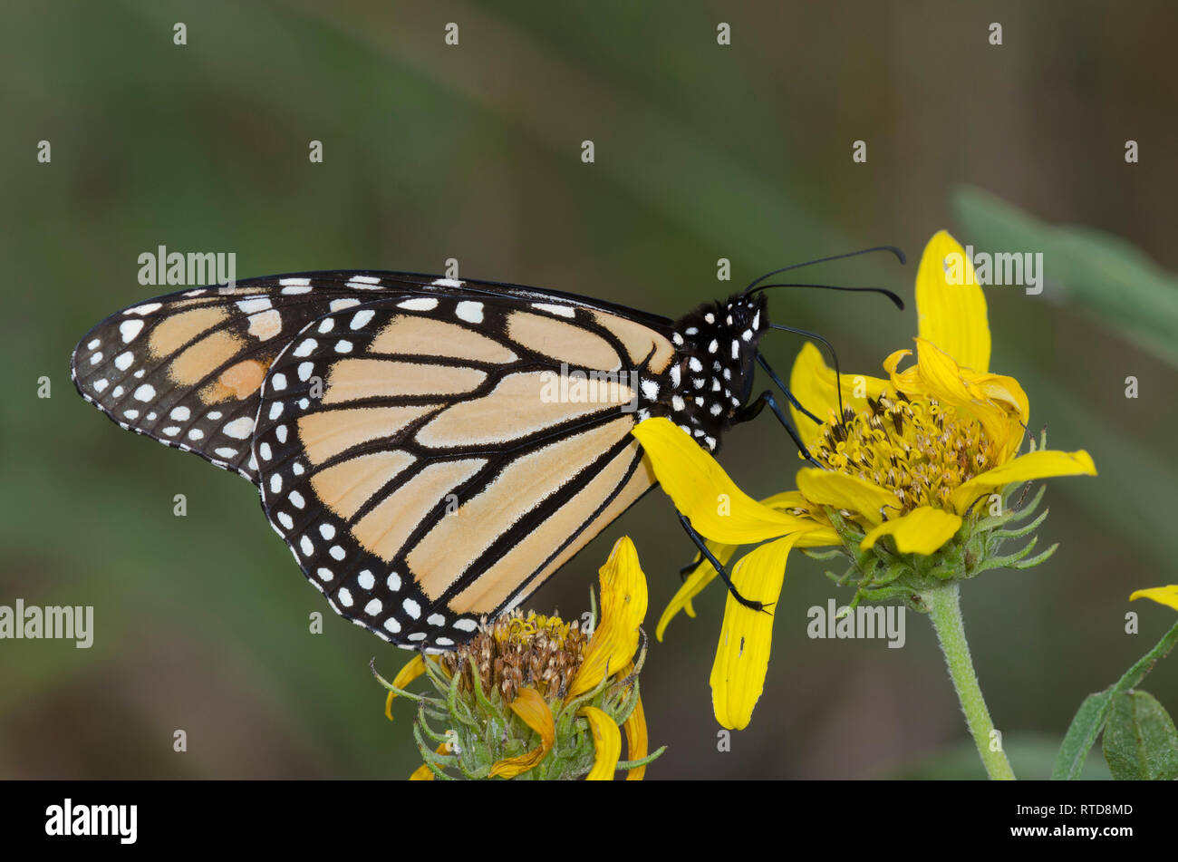 Monarch butterfly sunflower pollination hires stock photography and